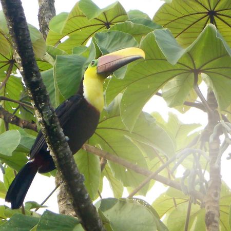 The Sunset Tucano Lodge Drake Bay Bagian luar foto