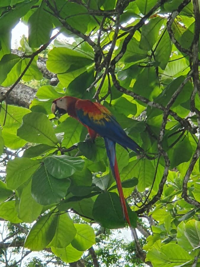 The Sunset Tucano Lodge Drake Bay Bagian luar foto